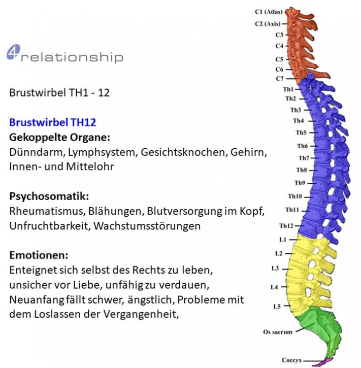 Brainwave<br>Entrainment<br>Brustwirbel TH12