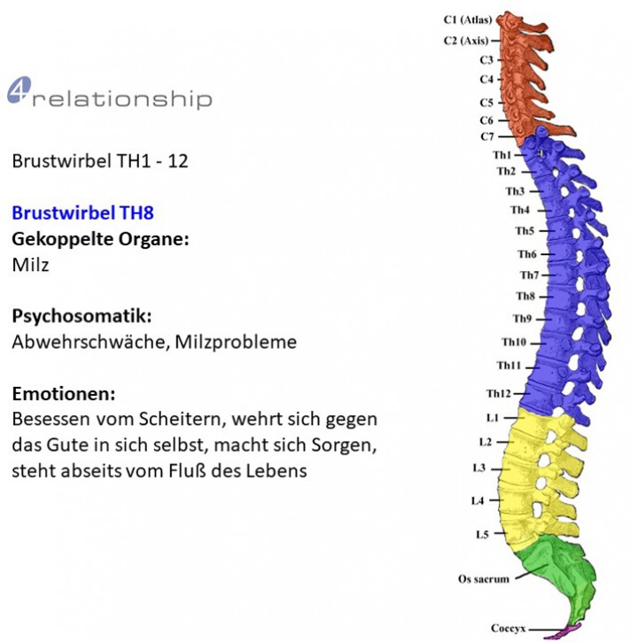 Brainwave<br>Entrainment<br>Brustwirbel TH8